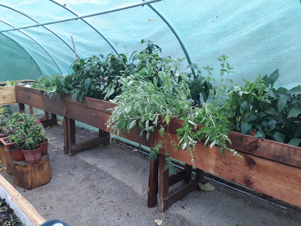 Invernadero de 24 m² 8x3x2 mt. - Imagen 4